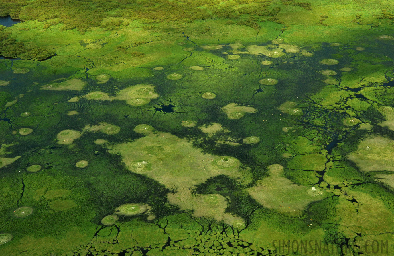 Okavango Delta Mai 2014 [55 mm, 1/2500 Sek. bei f / 8.0, ISO 2500]